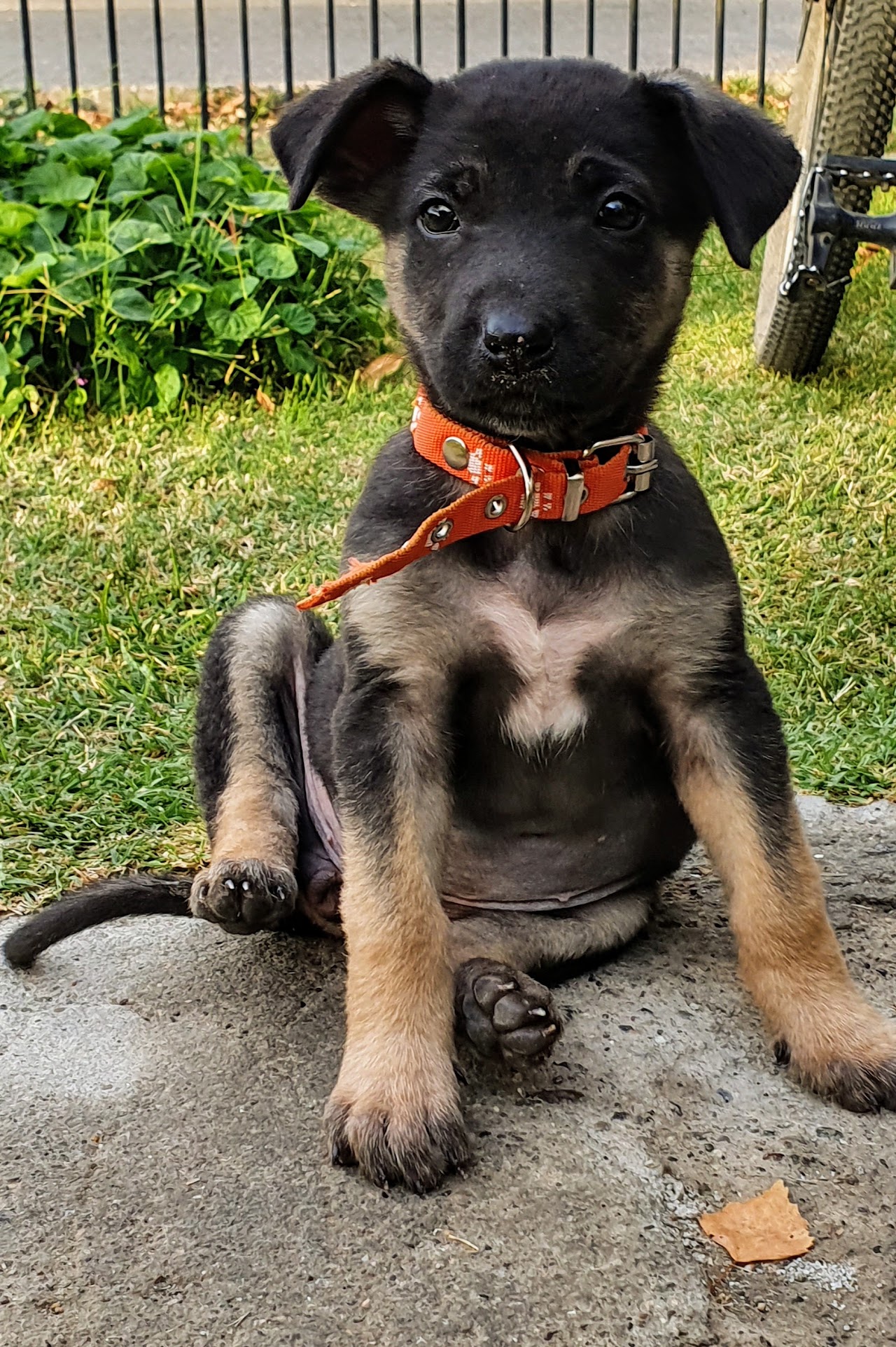 Atención clínica y examen veterinario personalizado