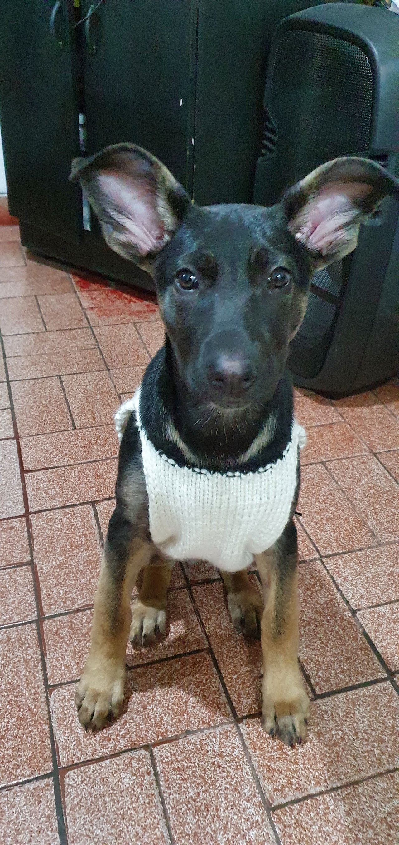 Sector de estética, peluquería canina y spa de baño